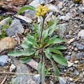 Skoggullris (Solidago virgaurea subsp. virgaurea)