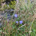 Blåklokke (Campanula rotundifolia)