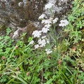 Bakkeryllik (Achillea millefolium subsp. millefolium)