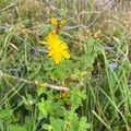 Firkantperikum (Hypericum maculatum)