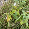 Bringebær (Rubus idaeus)