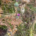 Veitistel (Cirsium vulgare)