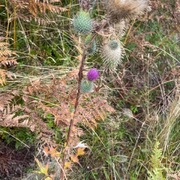 Veitistel (Cirsium vulgare)