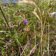 Blåknapp (Succisa pratensis)