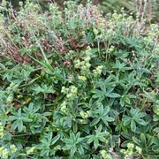 Fjellmarikåpe (Alchemilla alpina)