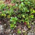 Tyttebær (Vaccinium vitis-idaea)