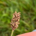 Smalkjempe (Plantago lanceolata)