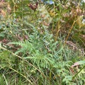 Bergperikum (Hypericum montanum)