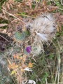 Veitistel (Cirsium vulgare)