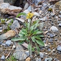 Skoggullris (Solidago virgaurea subsp. virgaurea)