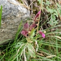 Rød jonsokblom (Silene dioica)