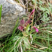 Rød jonsokblom (Silene dioica)