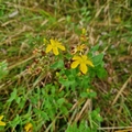 Firkantperikum (Hypericum maculatum)