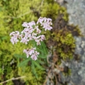 Ryllikslekta (Achillea)