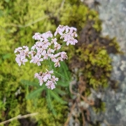 Ryllikslekta (Achillea)