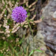 Blåknapp (Succisa pratensis)