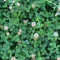 Hvitkløver (Trifolium repens)