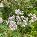 Ryllikslekta (Achillea)