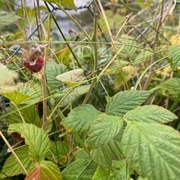 Bringebær (Rubus idaeus)