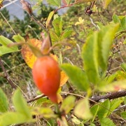 Steinnype (Rosa canina)