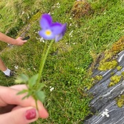 Stemorsblom (Viola tricolor)