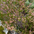 Røsslyng (Calluna vulgaris)