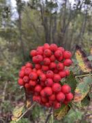 Rogn (Sorbus aucuparia)