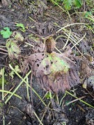 Japanpestrot (Petasites japonicus)