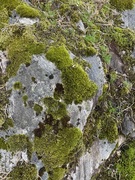 Moser (Bryophytes)