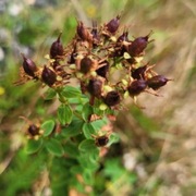 Karsporeplanter (Pteridophyta)