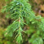 Karsporeplanter (Pteridophyta)