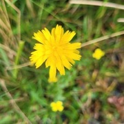 Karsporeplanter (Pteridophyta)