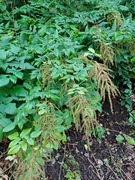 Skogskjegg (Aruncus dioicus)