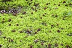 Moser (Bryophytes)