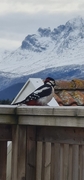Fugler (Aves)