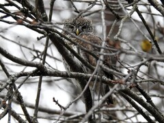 Spurveugle (Glaucidium passerinum)