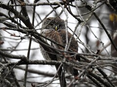 Spurveugle (Glaucidium passerinum)