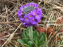 Kulenøkleblom (Primula denticulata)