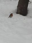 Rødstrupe (Erithacus rubecula)