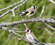 Stillits (Carduelis carduelis)