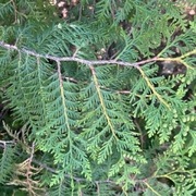 Kjempetuja (Thuja plicata)